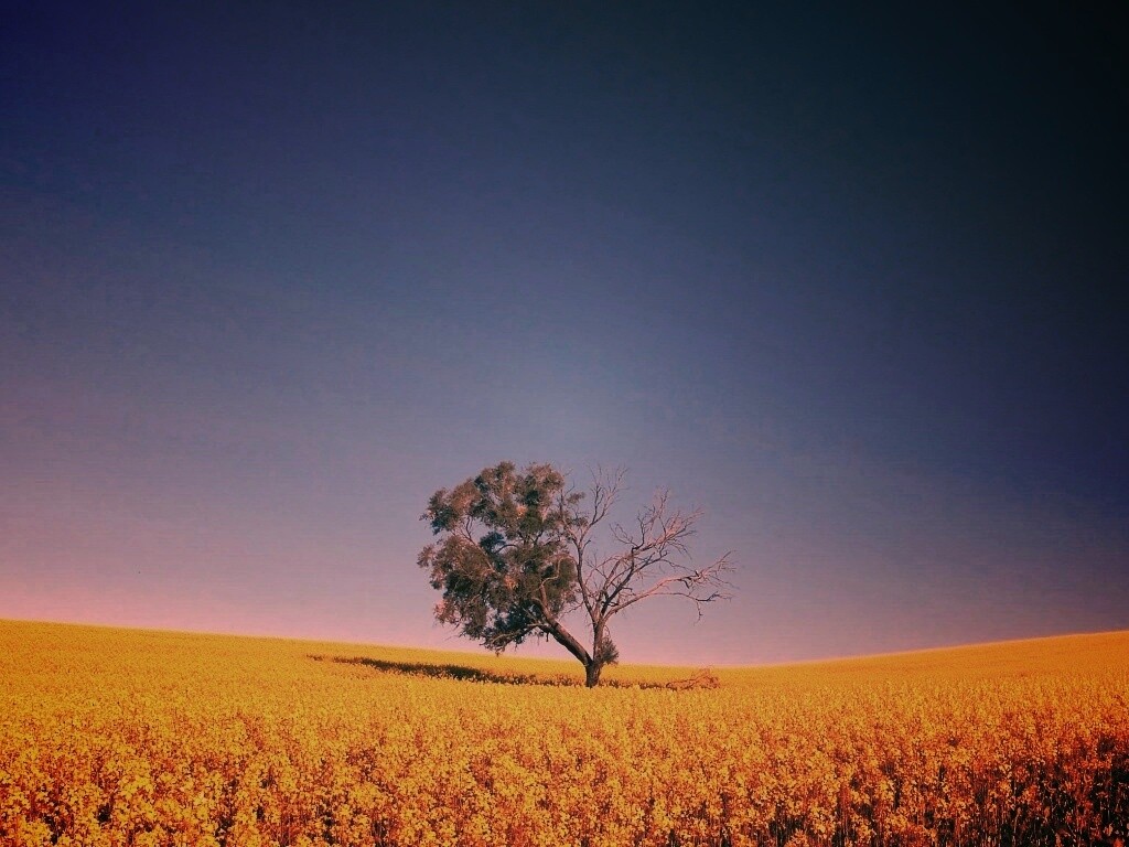 Дерево в поле обои