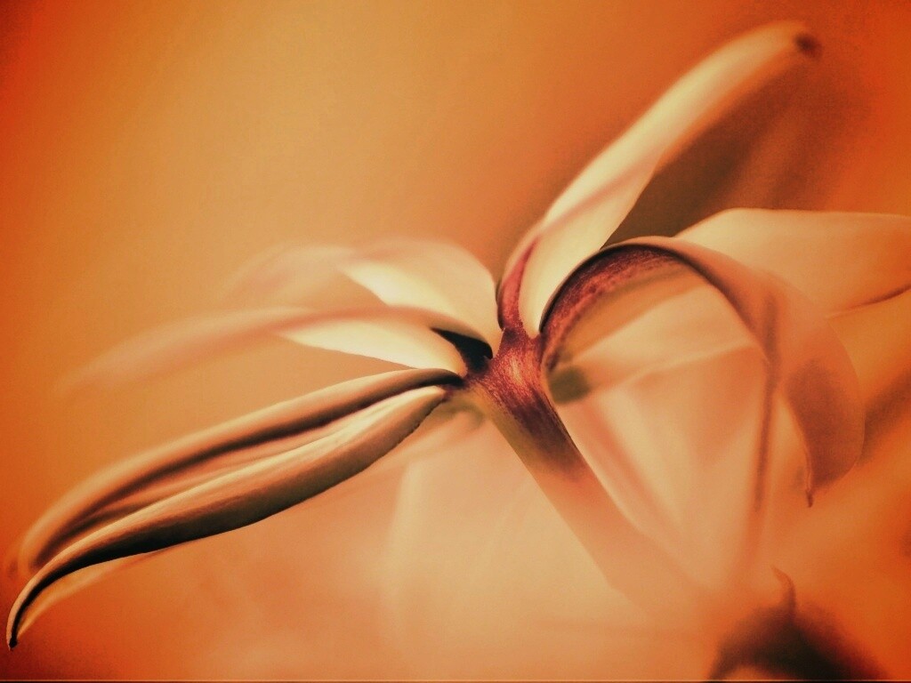 Цветок обои