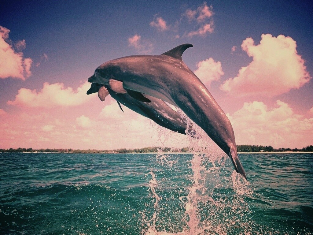 Дельфины обои