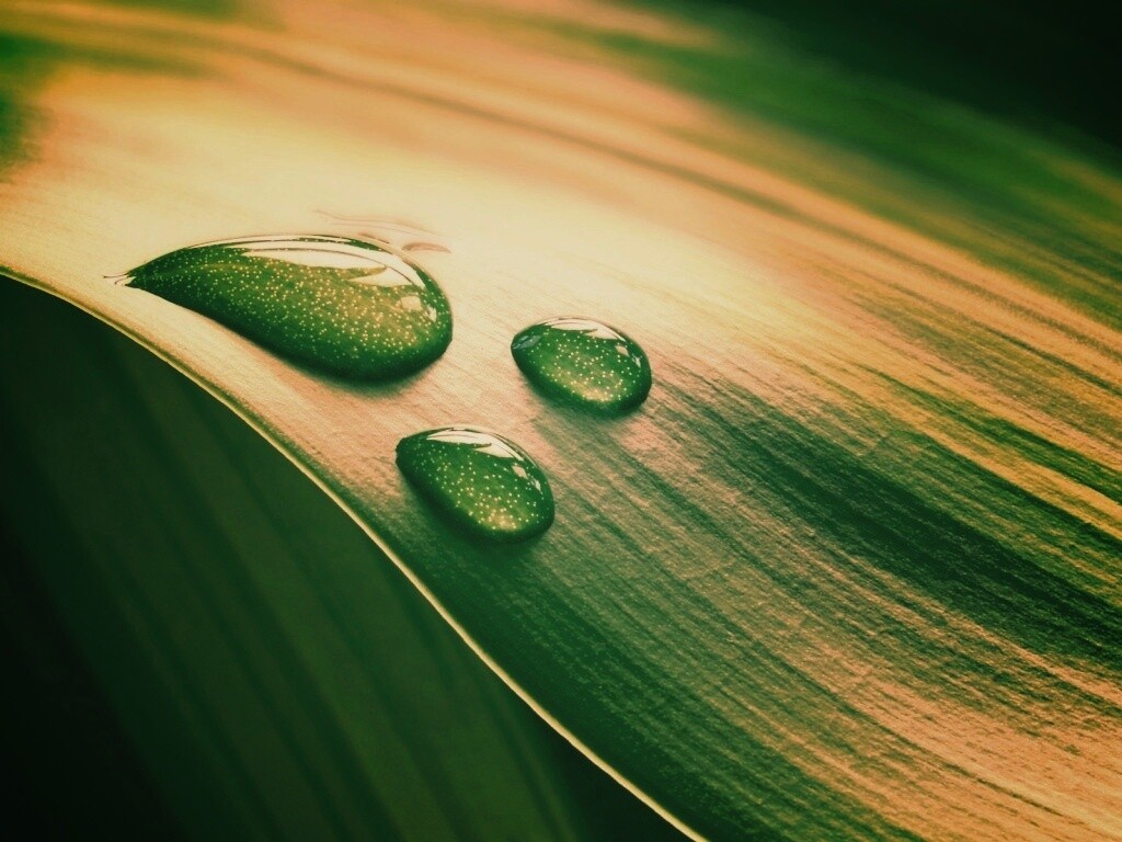 Капли на зеленом листе обои