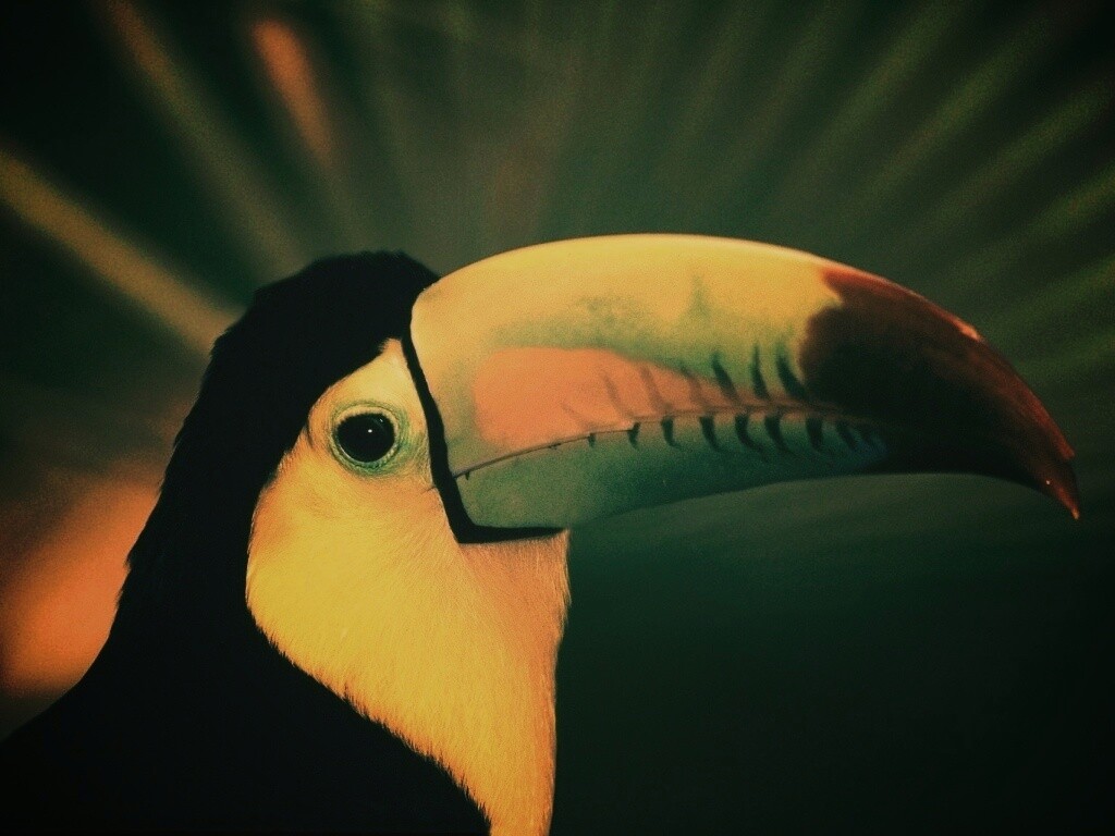Грустный желтогрудый тукан обои