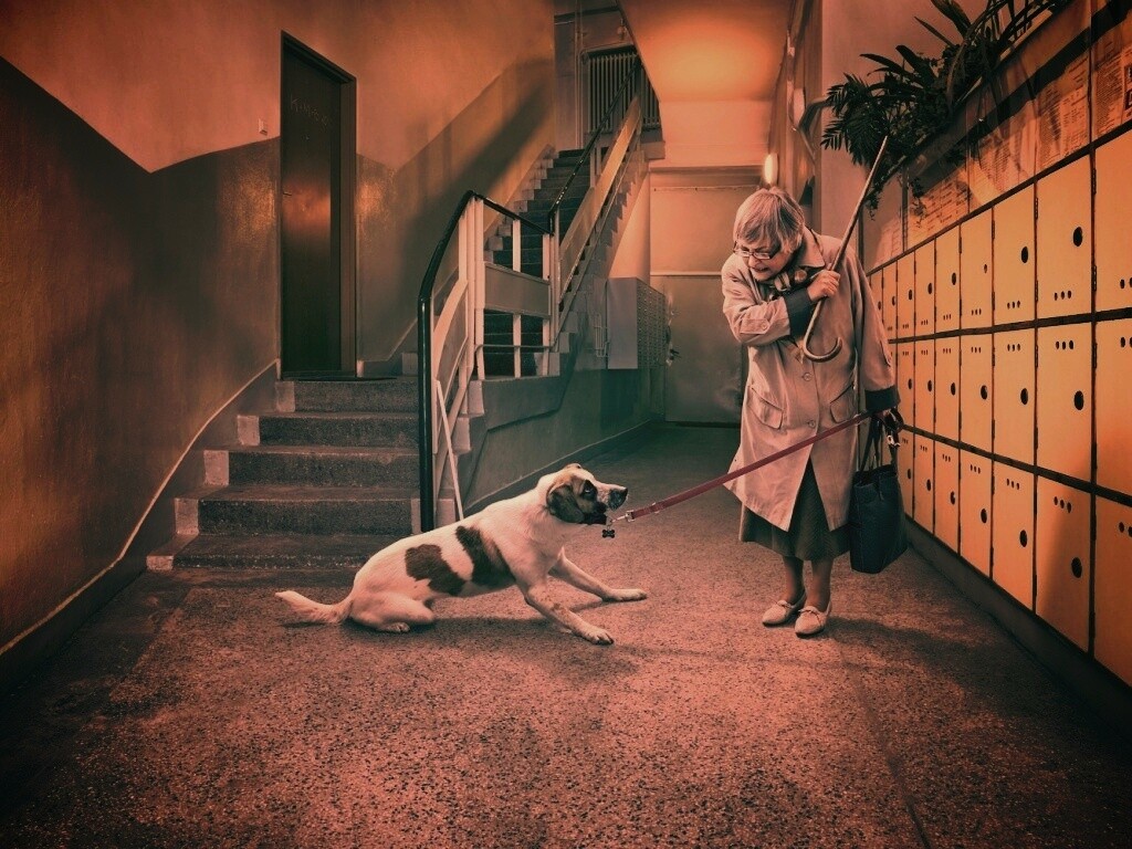 Непослушная собака обои