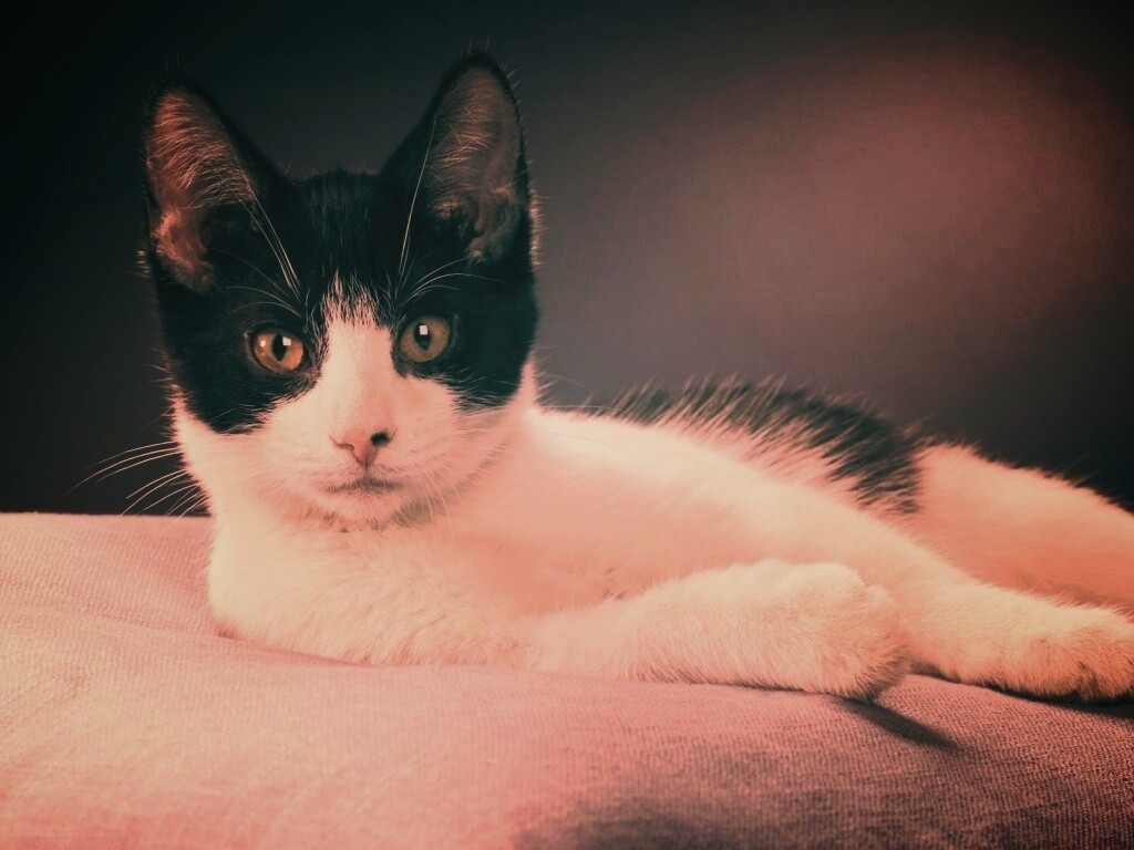 Кот на подушке обои