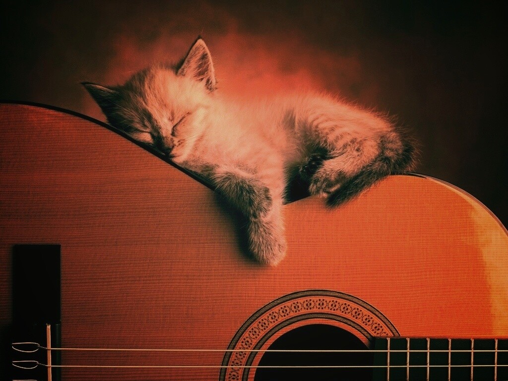 Котенок на гитаре обои