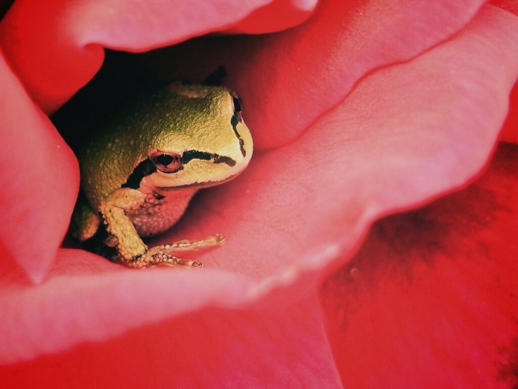 Куда это ты смотришь? обои