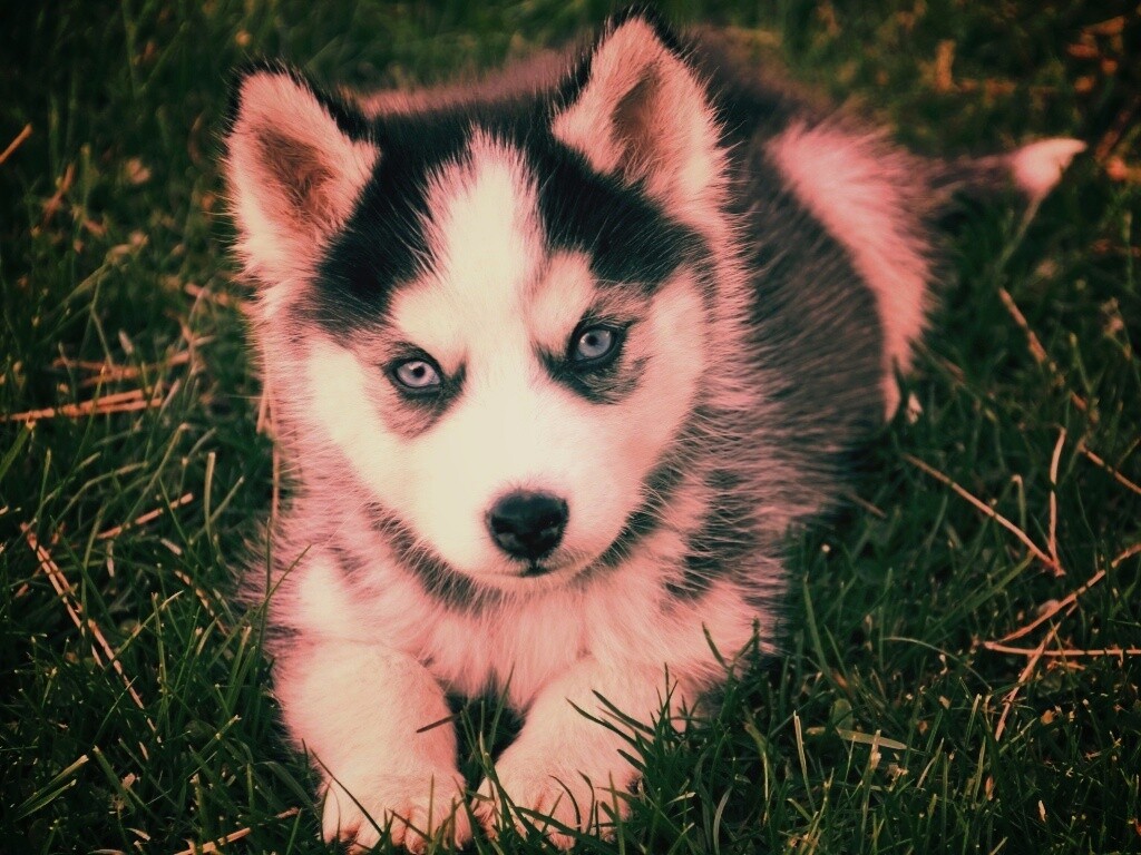Голубоглазый щенок хаски обои