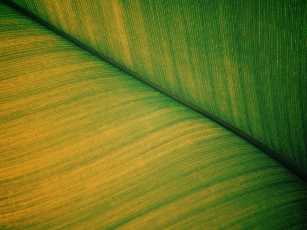 Зеленый лист обои