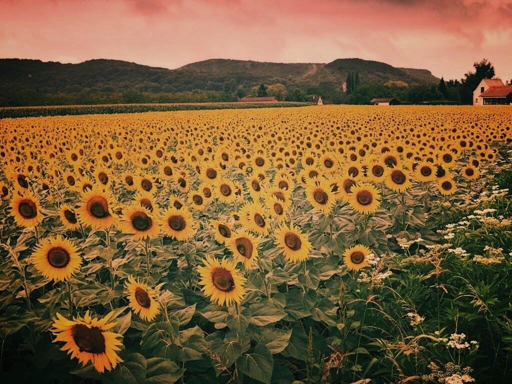 Живописное поле подсолнухов обои