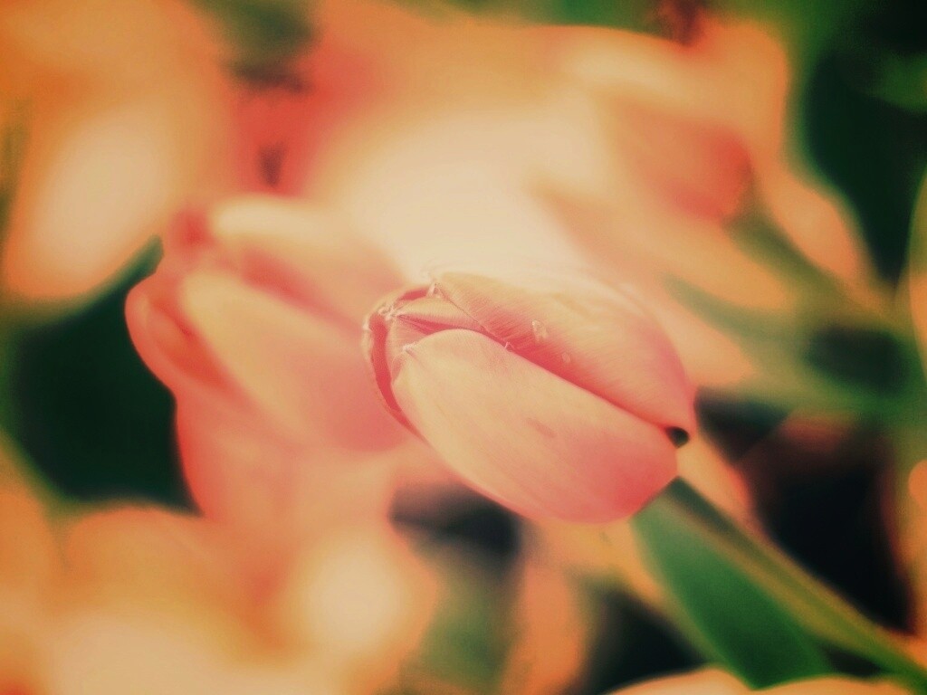 Красивый тюльпан обои