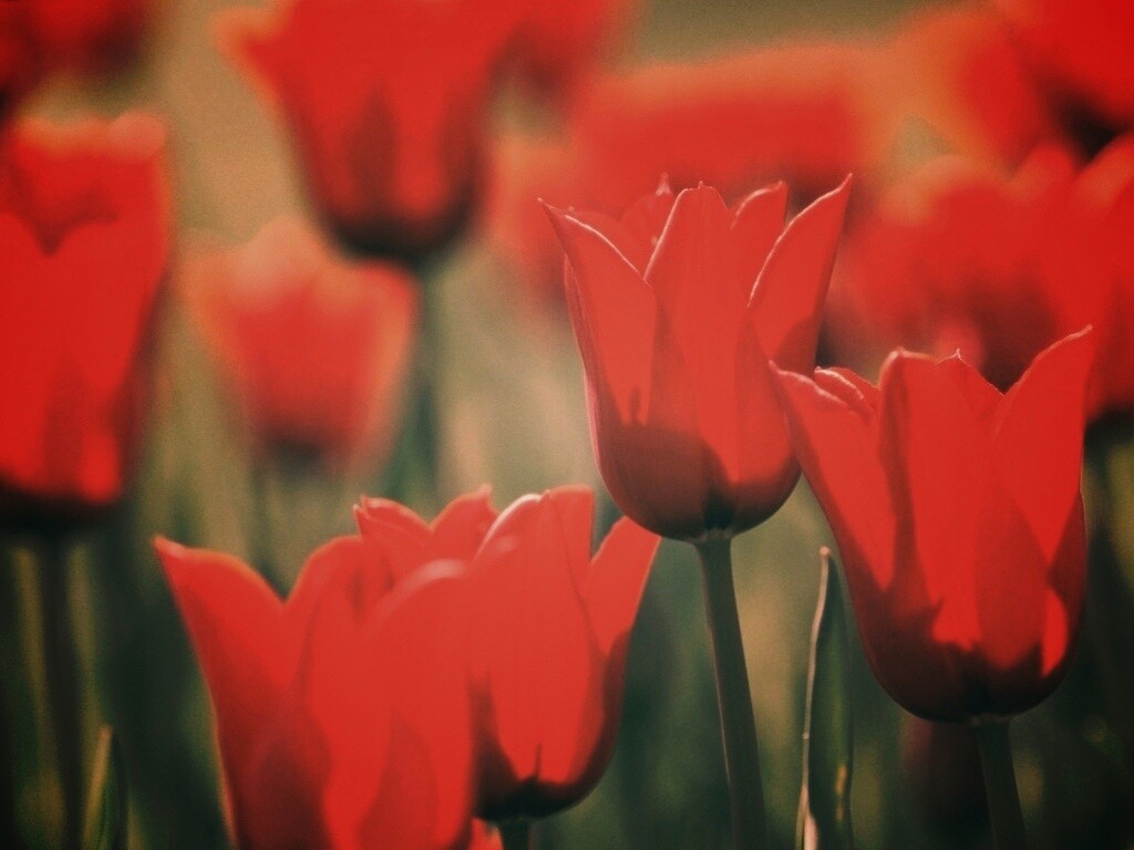 Красные цветы обои