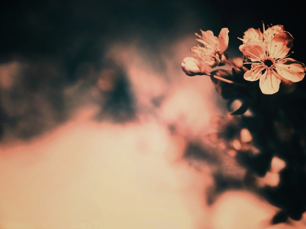 Цветок вишни обои