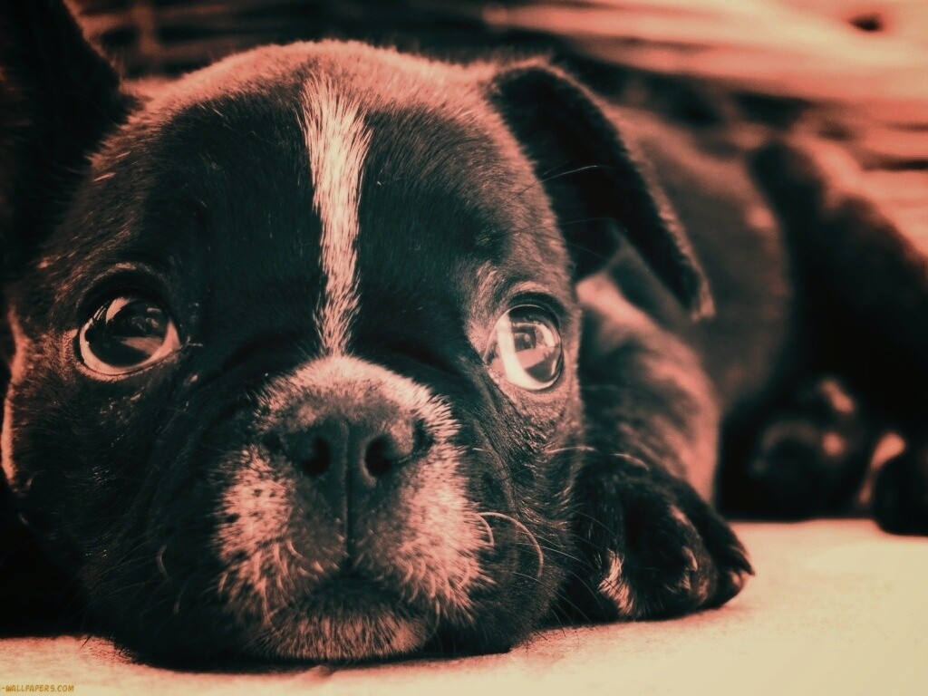 Грустный пёсик обои