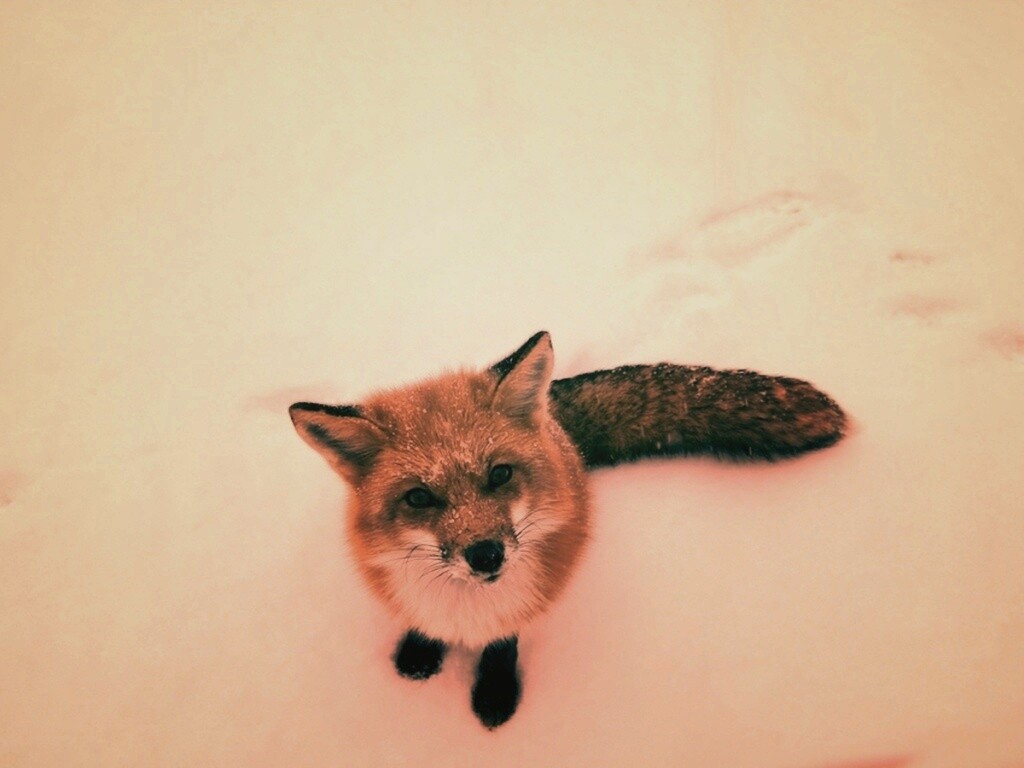 Firefox натуральный обои