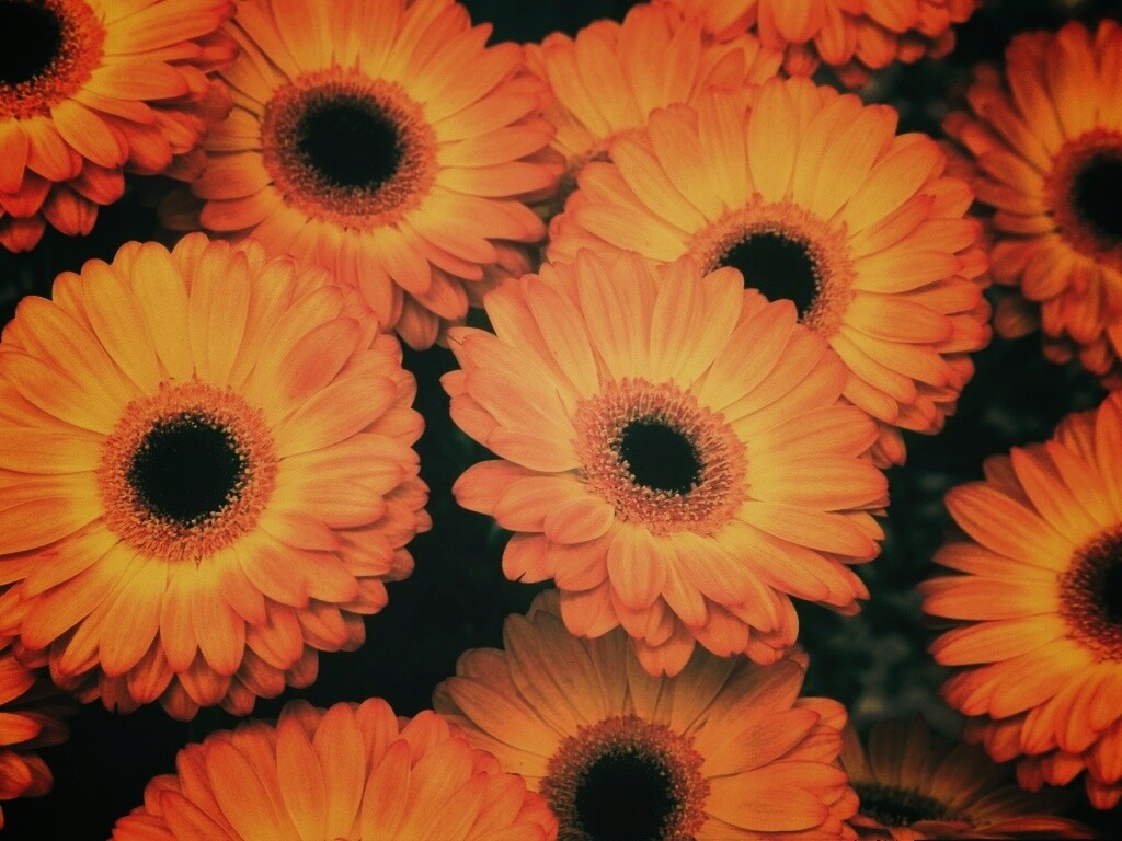 Желтые герберы обои