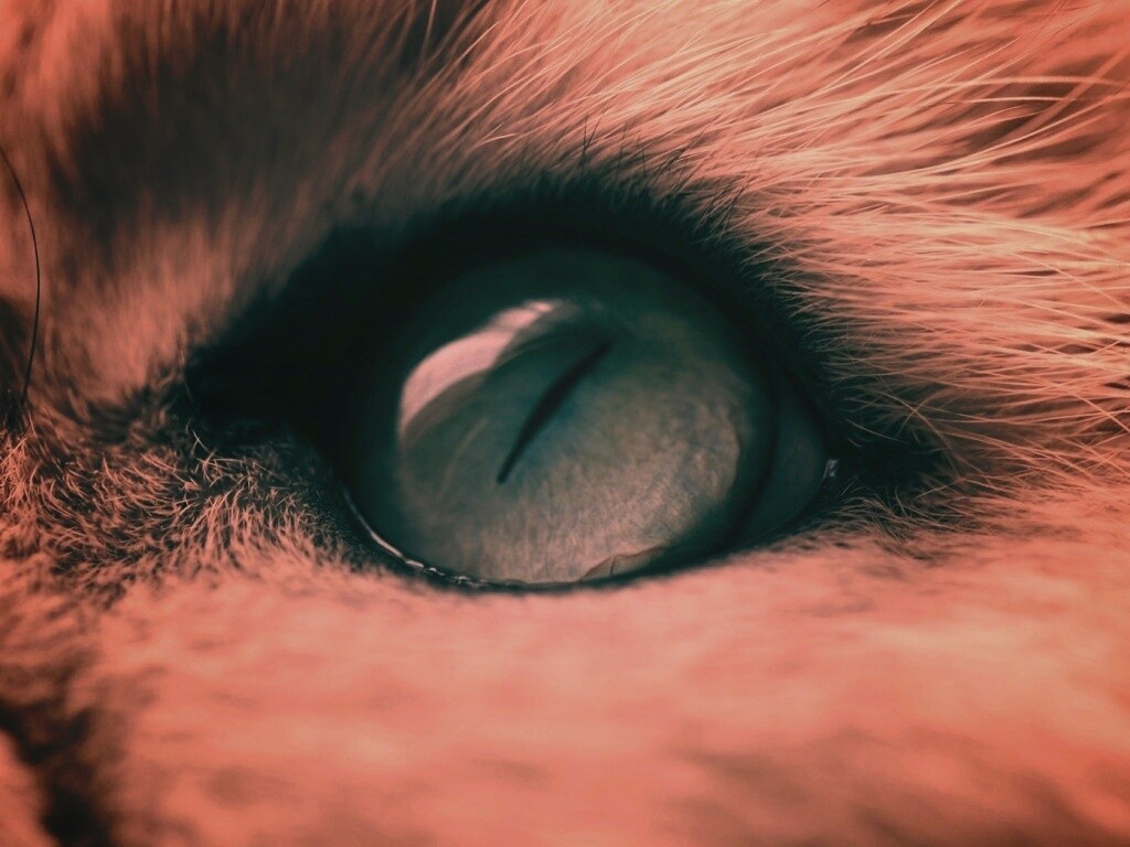 Кошачий глаз обои