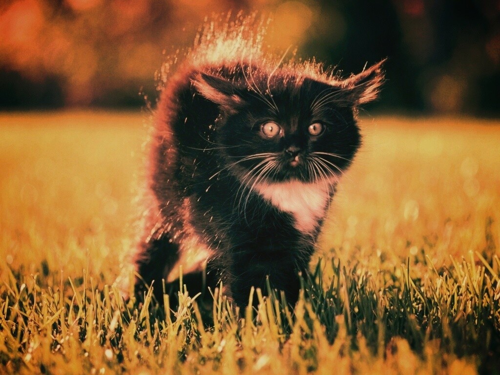 Кот воитель обои