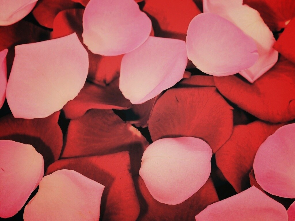 Розовые и красные лепестки обои