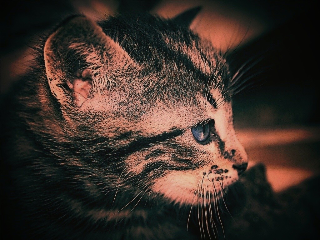 Котенок с голубыми глазами обои