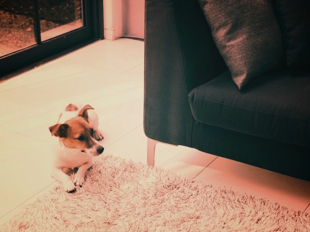 Собака обои