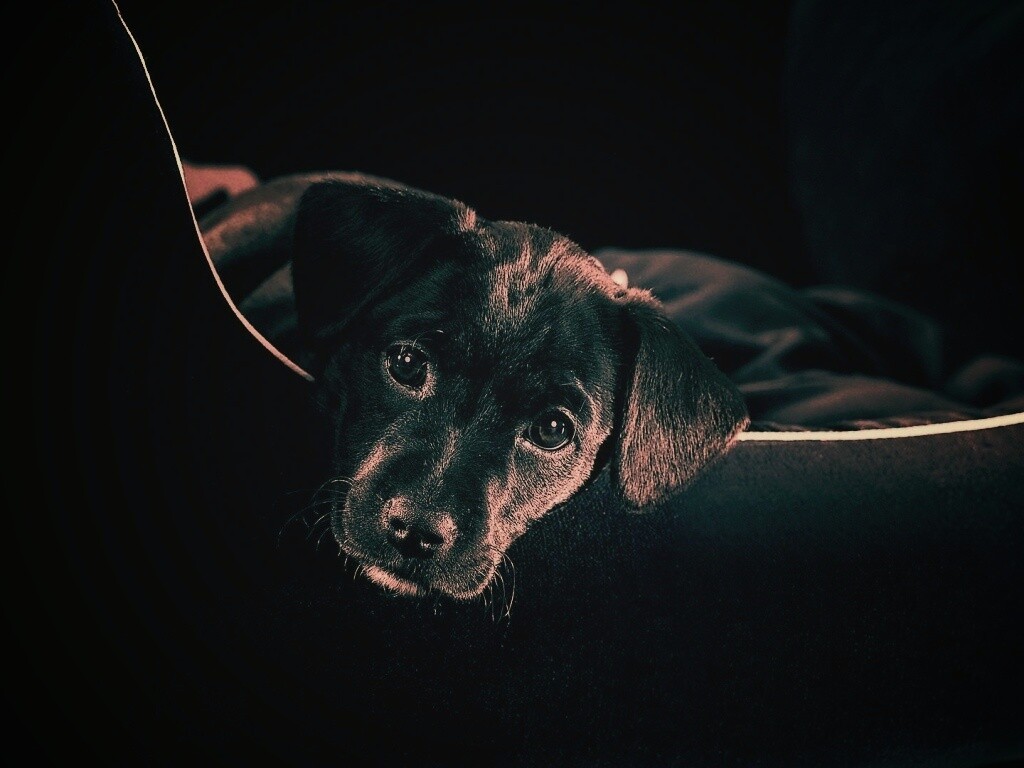 Собачка в сумке обои