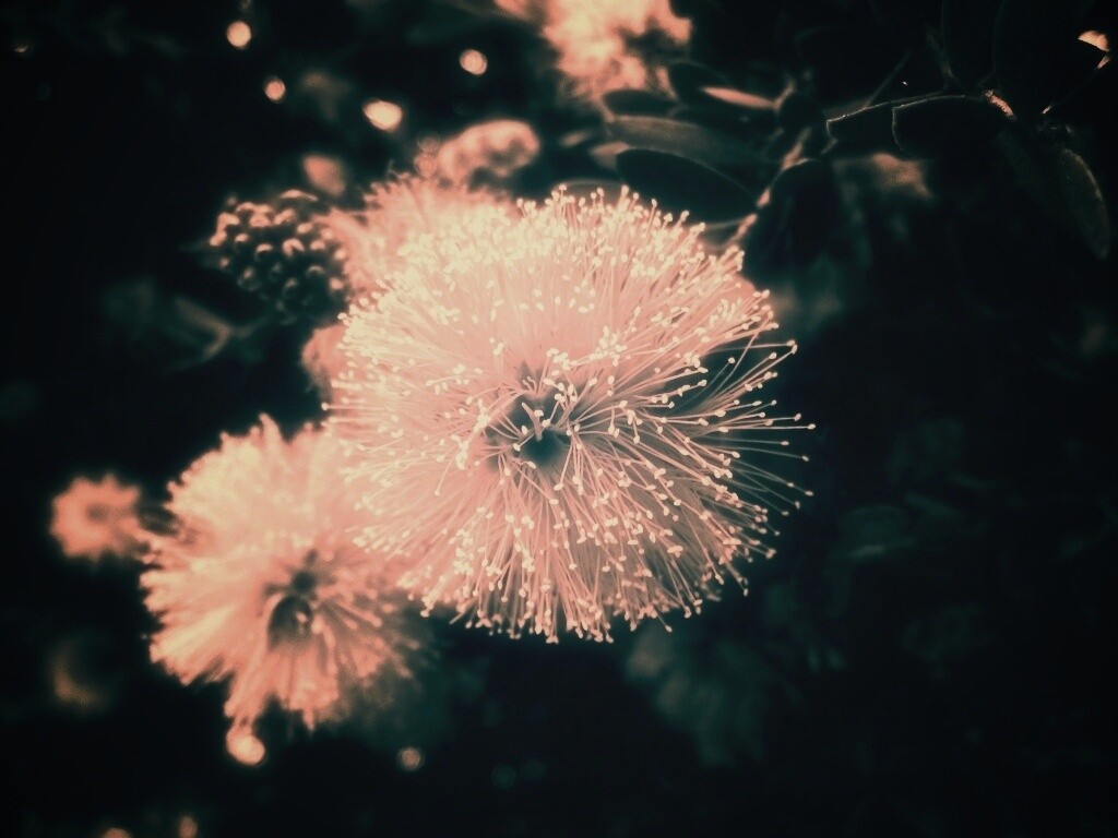 Сказочный цветок обои