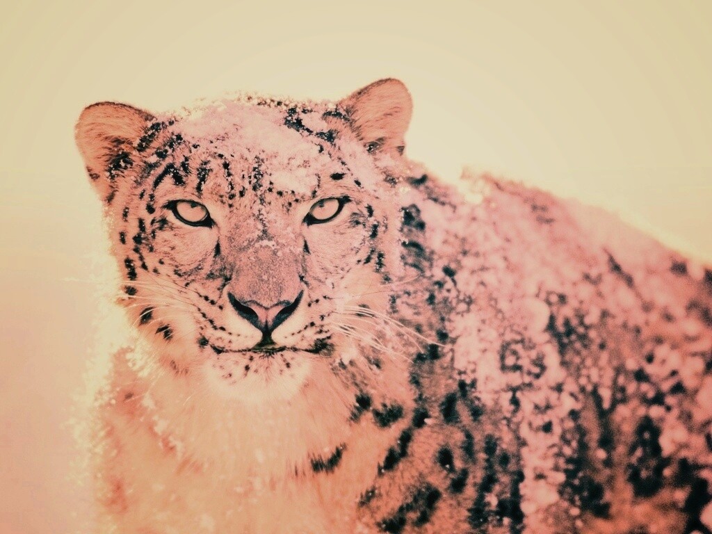 Снежный леопард обои
