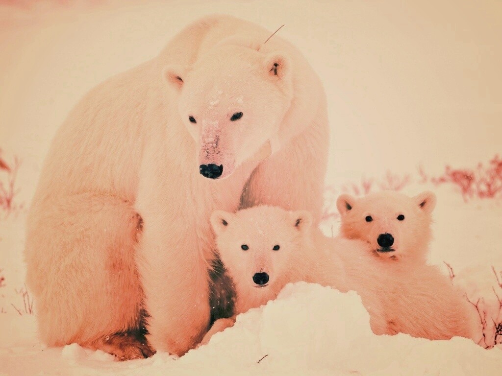 Белые медведи обои