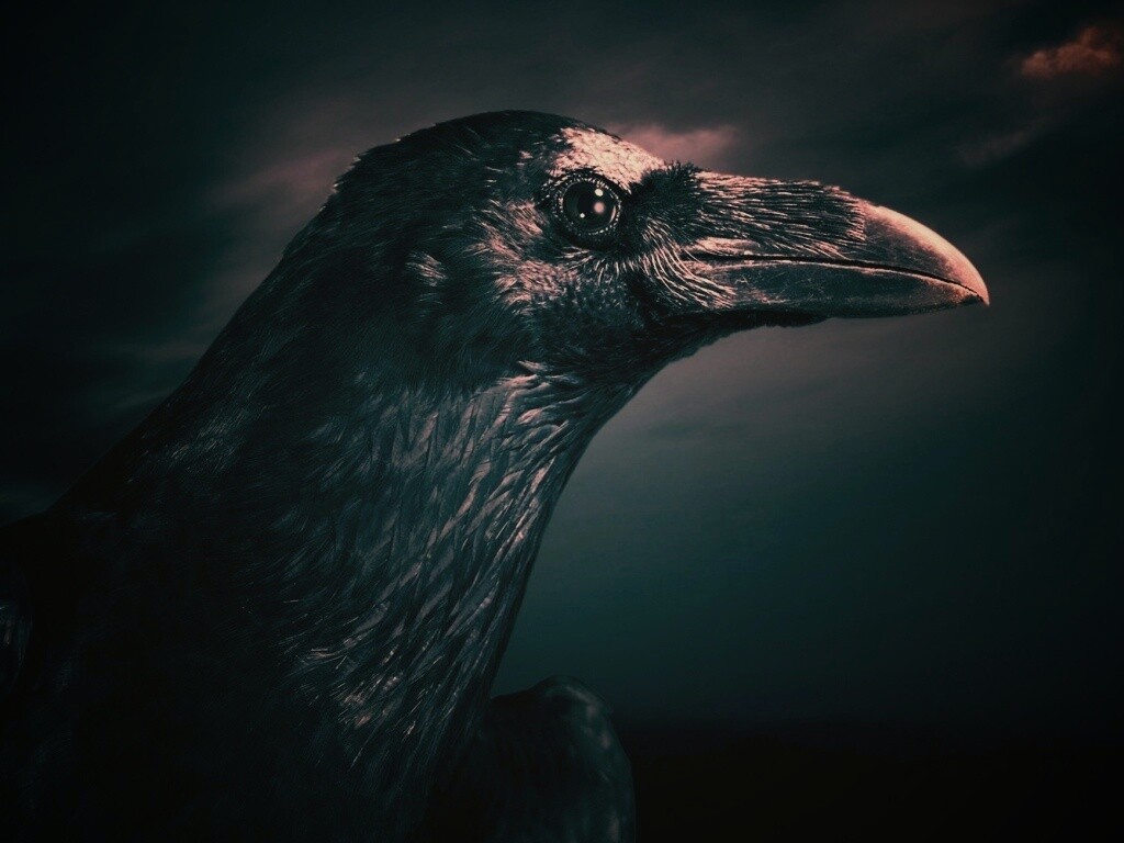Ворон — гордая птица обои