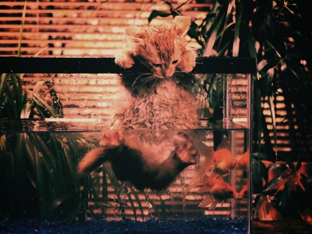 Мокрая киска обои