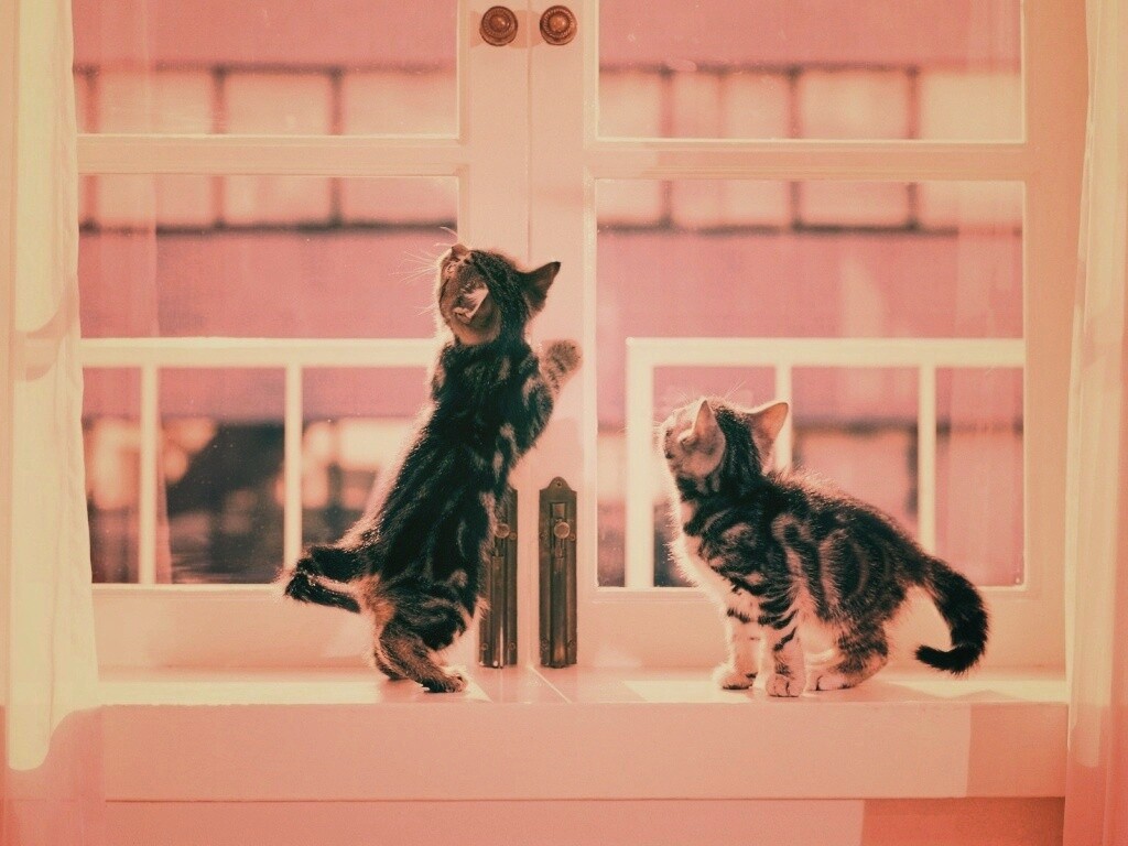 Котята у окна обои