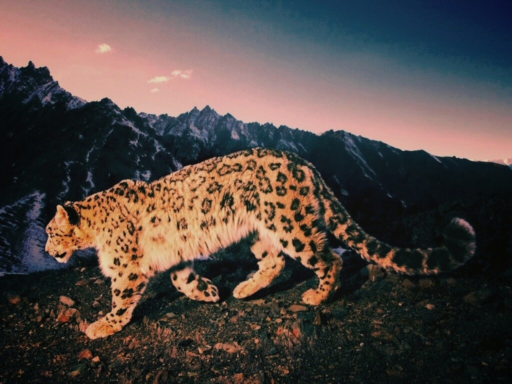 Леопард обои