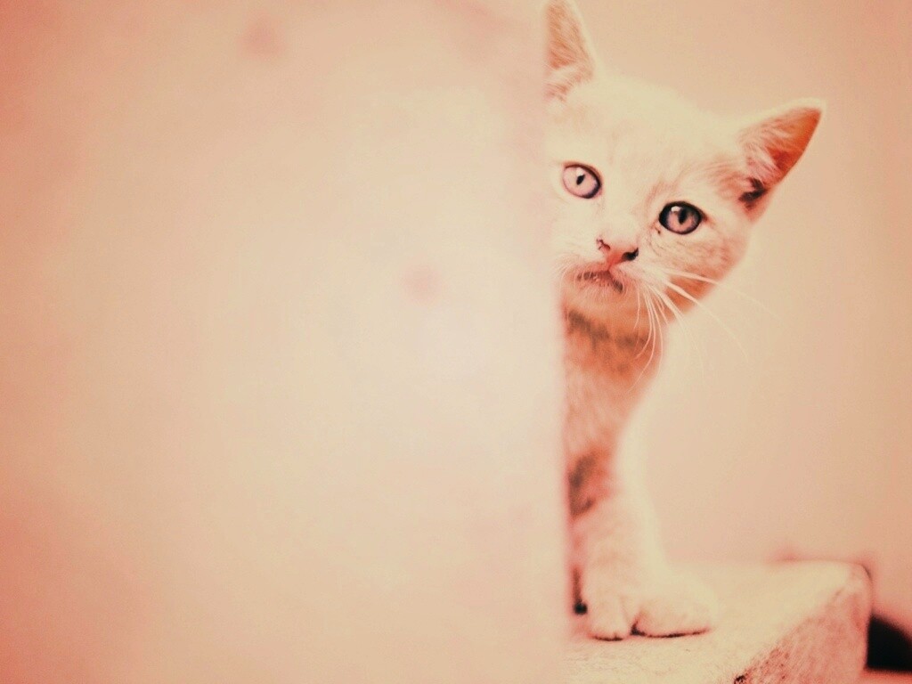 Котик из-за угла обои