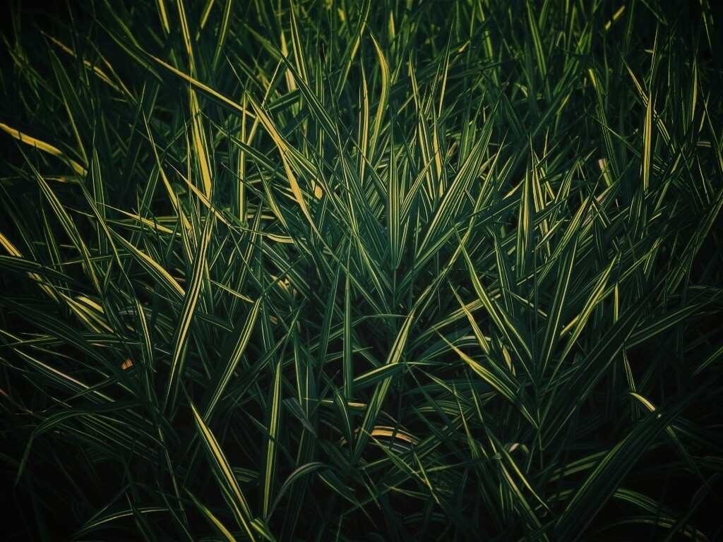 Дикая трава обои