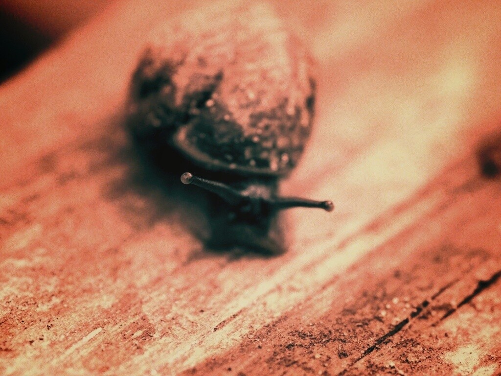 Улитка на ветке обои