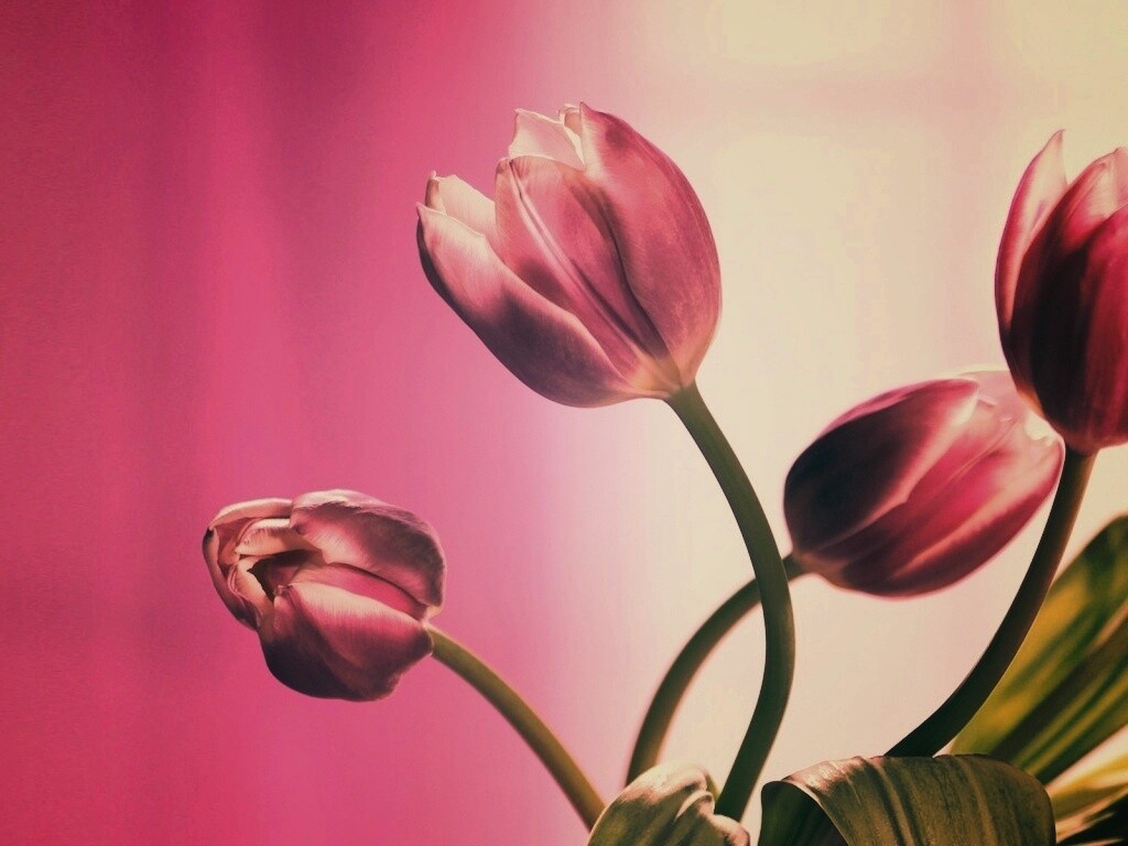 Сиреневые цветы обои