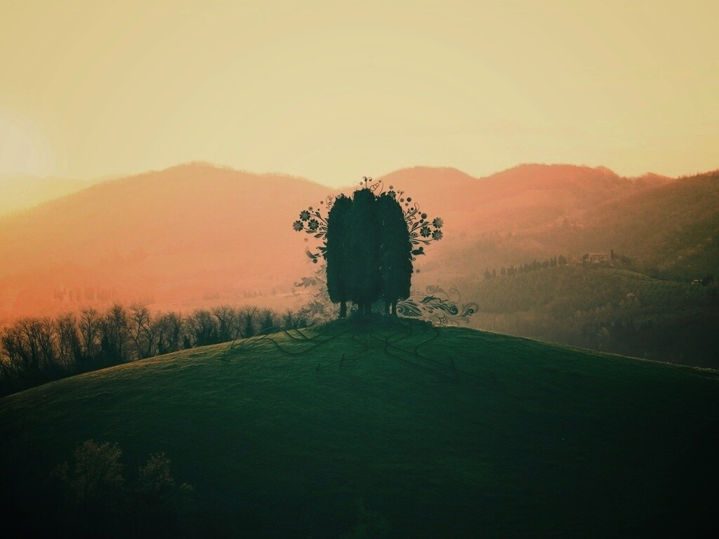 Деревья на холме обои