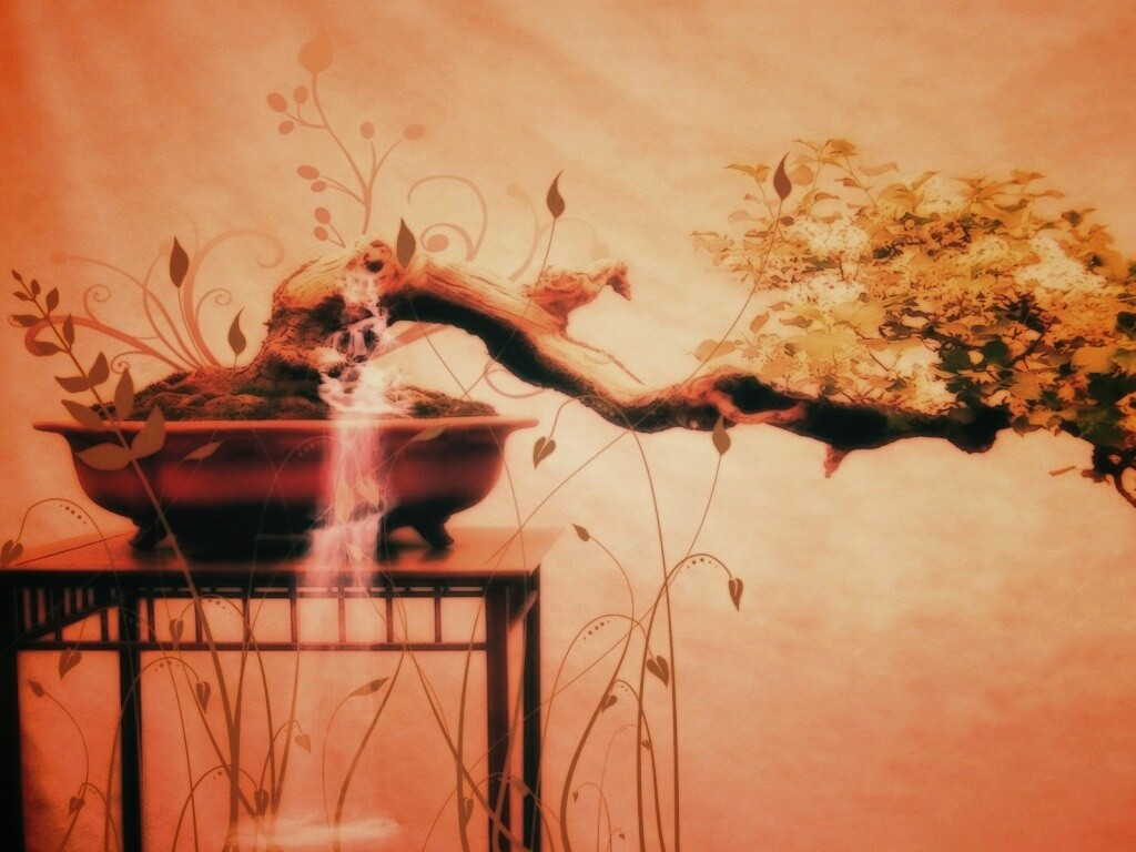 Карликовое дерево обои