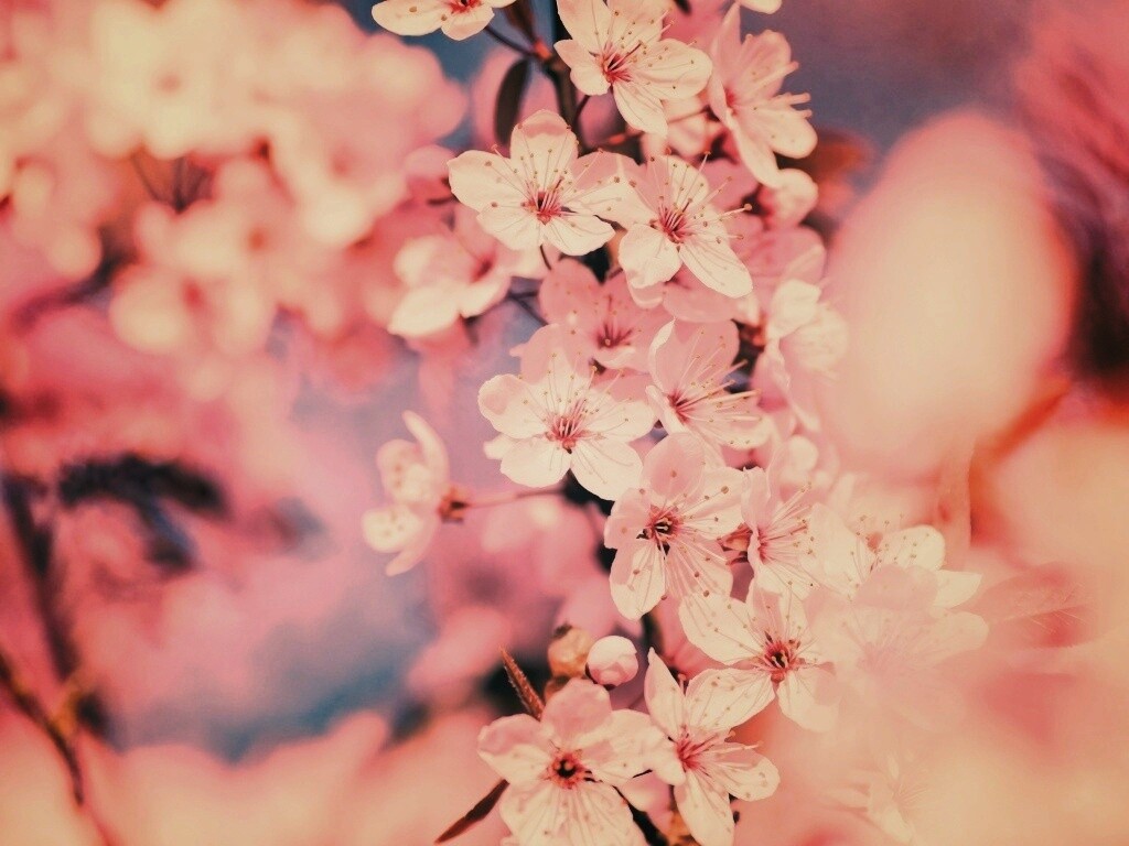 Цветение вишни обои