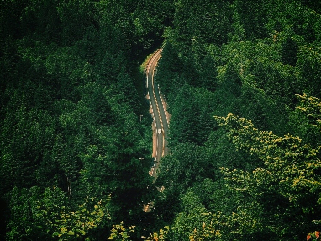 Лесная трасса обои