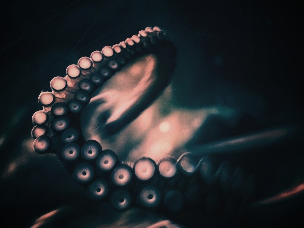 Щупальце обои