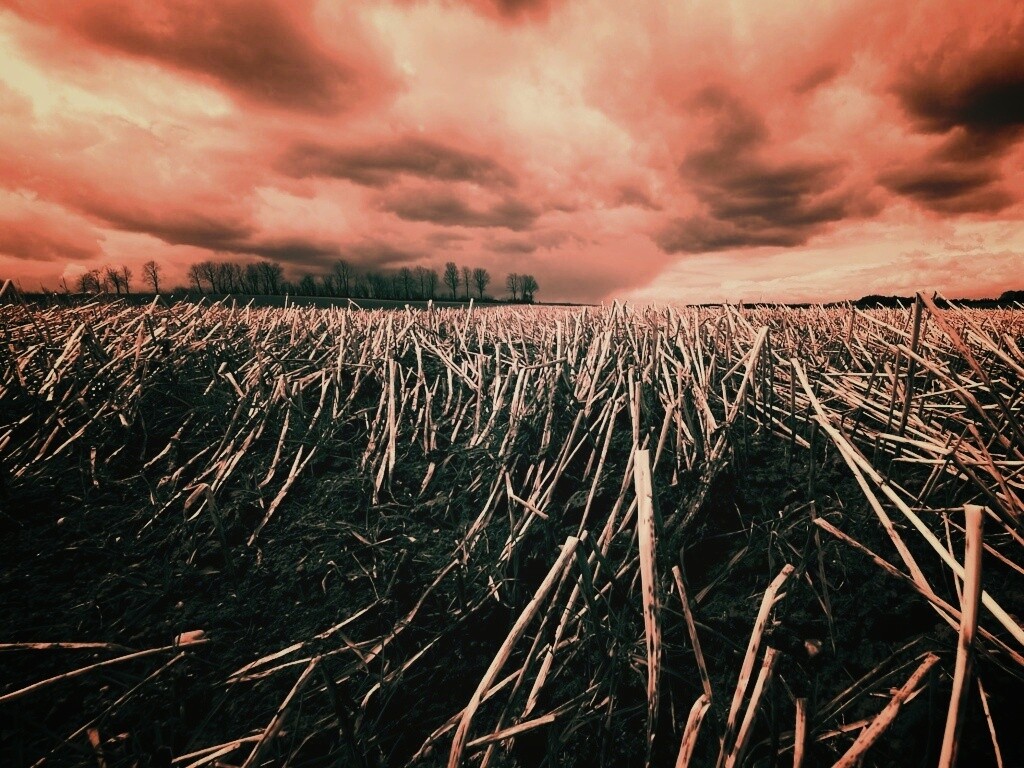 Убранное поле обои