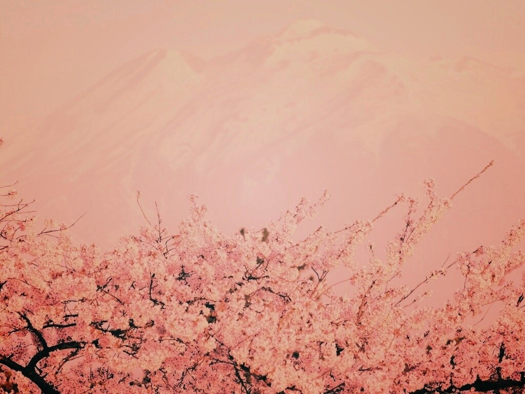 Цветение вишни в горах обои