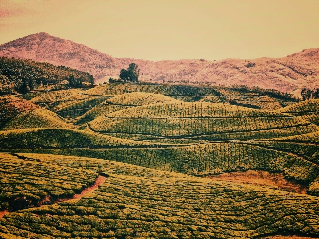 Плантации в Индии обои