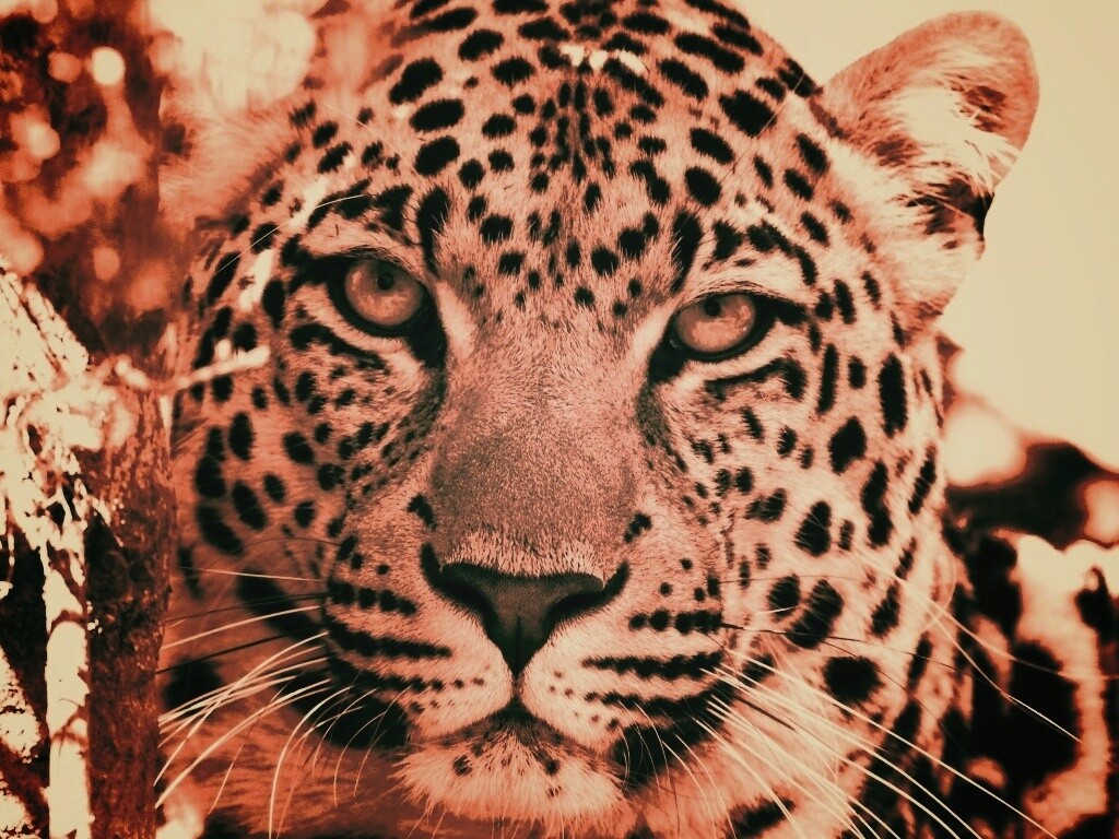 Взгляд хищника обои