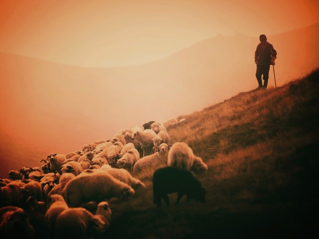 Пастух и стадо обои