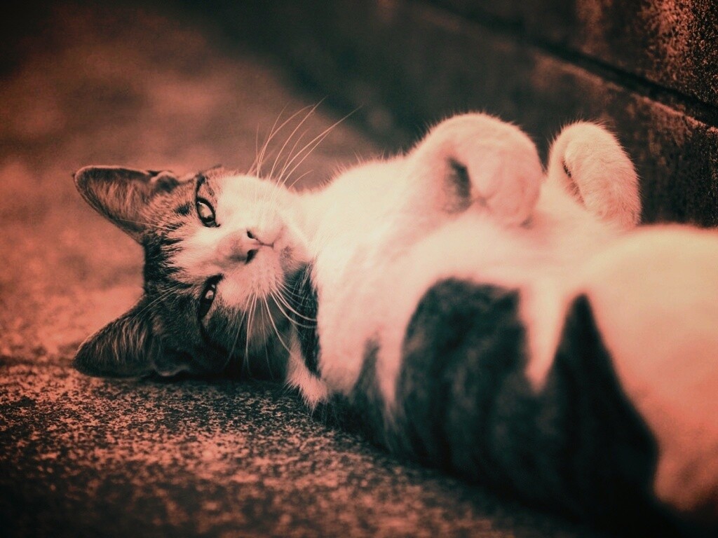 Кот лежит на спине обои