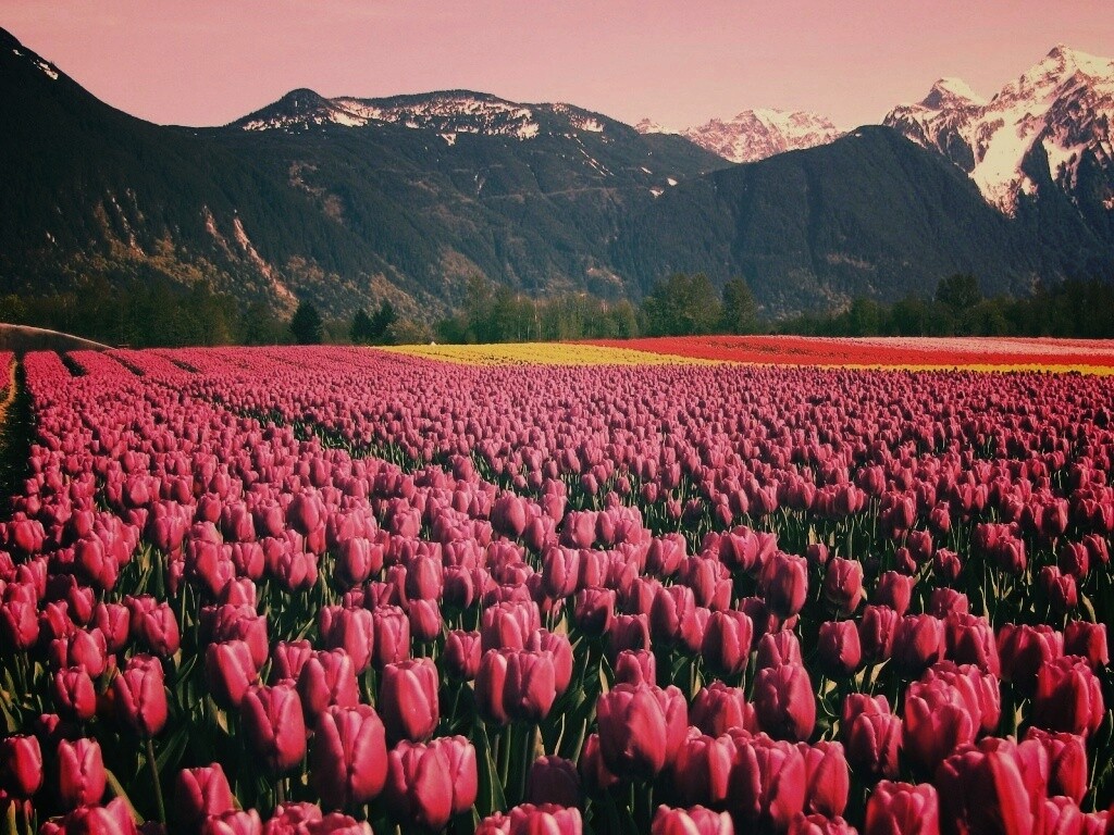 Поле тюльпанов обои