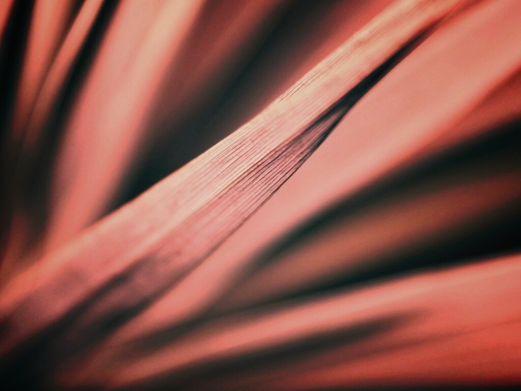 Сухое растение обои