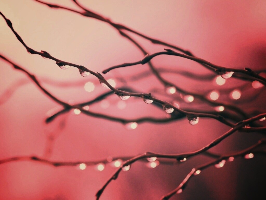 Капли на ветке обои