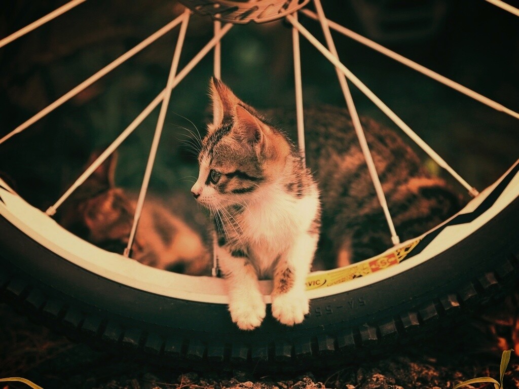 Маленький котенок обои